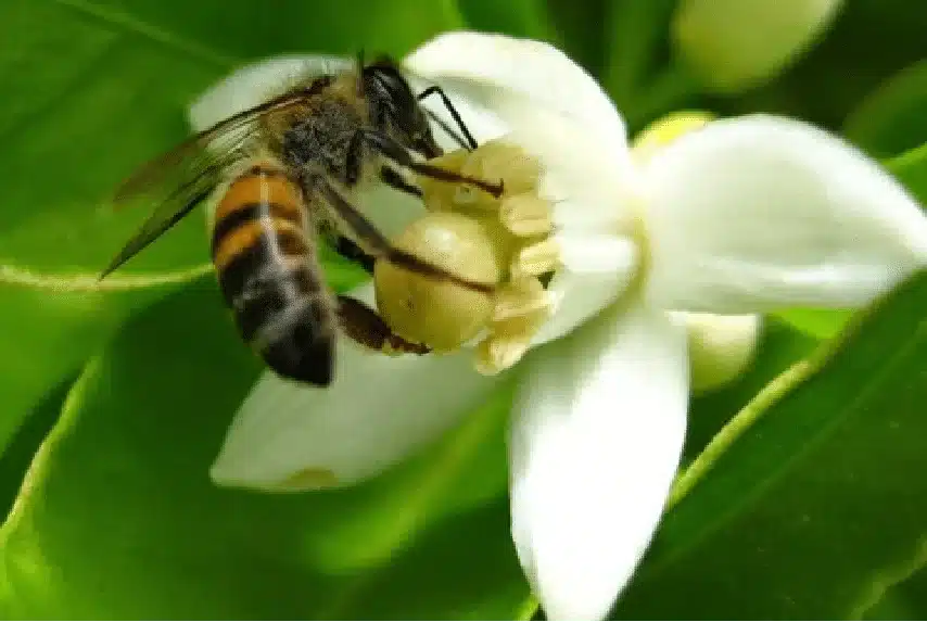 Bee on Coffee Flower / Abelha na Flor de Café