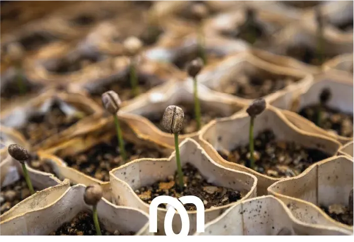 Coffee Nursery / Mudas de Café