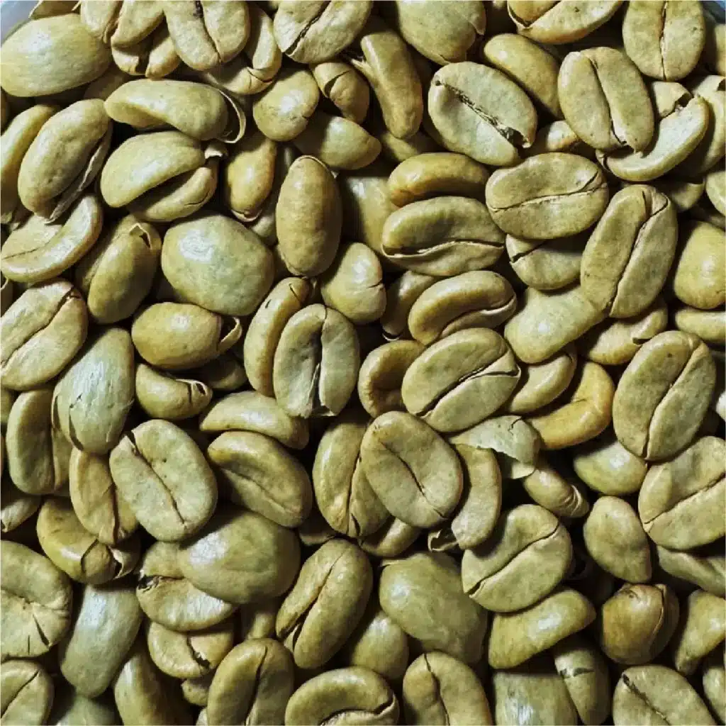 Washed Coffees / Lavados
